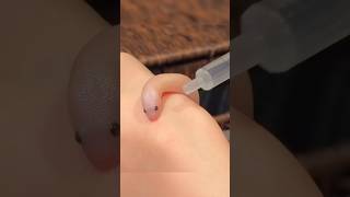 Cute snake baby #animal