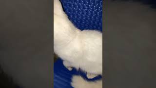 Angelo Meows 4: Something in the distance