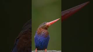 widlife photography       #nature #wildlifephotography #wildlife #wildlifephotos #photography