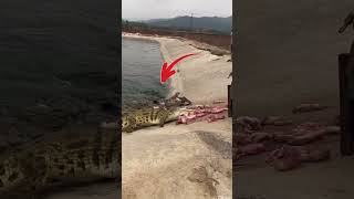 কুমির চাষ করে কোটিপতি।#funny #ফানি_ভিডিও_বাংলা #shorts #shortvideo