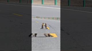 FIGHTING😂🤣 #funny #viralvideo #youtubeshorts #shortsyoutube