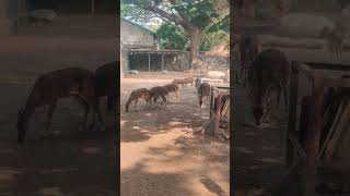Animals lovers 😱😘#shorts #animals #dear #dearcomrade #dear_comrade_songs @animalshome467