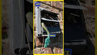 12 CRAZY Things That Don’t Belong in a Dryer Vent! 😲 #dryerventcleaning #shorts
