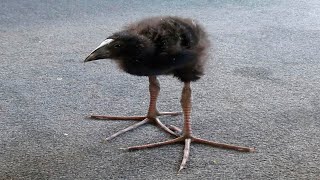 try not laugh impossible