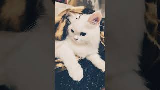 Kitty's cute side 💓