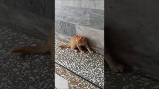 #catshorts#cat#cats #catlover #catvideos #catlovers #catholic #short #shorts#shortvideo #subscribe