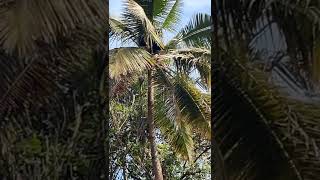 It's a bear 🐻 😱 ! dukki #alappuzha #keralaquotes#shorts #godsowncountry #malluhood#trivandrumdiaries
