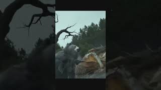 OH WTF?! #ghostofyōtei #scarybear #natureisscary #happyhalloween2025