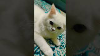Pushpa Cattt !!! #viralvideo #vuralshort