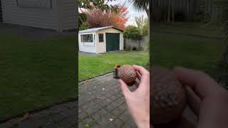 Pine Cone Basketball in my Smokeless Wizard Fire Pit