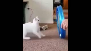funny cat 4😆😄😄