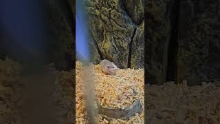 #동물드라마 #동물 #동물영상 #반려동물 #animals #pets #쥐 #더빙 #더빙농장 #더빙툰 #더빙영상 #병맛 #병맛애니 #병맛편집