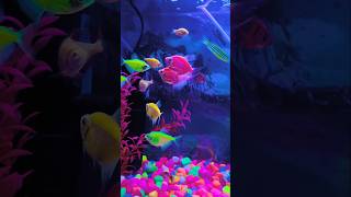 #aquarium #fishtankdesign #glowfish #fish #fishtank #aquascapegallery #viralvideo #shortvideo