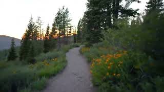A Quiet Evening Beneath the Moonlight