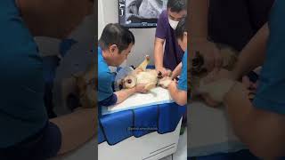 One yearly vaccination!🫵🏻👀#cat #cats #catvideos #animals #catshorts #funny