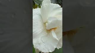 #പൊതുവിജ്ഞാനം #gkimportantquestionanswer #gkforallexams #psclatestgkquestions #staticgkforallcompet