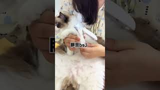 #foryou #fok #pettools #catclean #fok #petcare