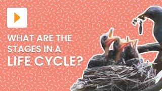 生物のライフサイクルの説明 | 科学 | ClickView