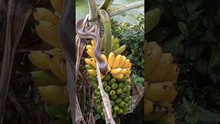 😮 A cobra snake is trying to eat banana #cobrasnake #snakevideo