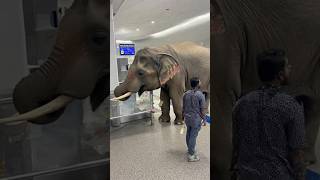 What is the elephant doing inside the airport? #elephant #animal #airport #ai