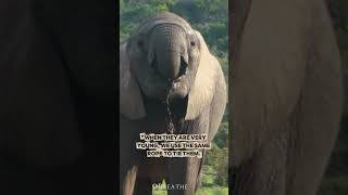 “The Elephant and the Rope” in life by beliefs and limitations we learned long ago.#motivation