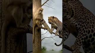 #CinematicAnimals #FunnyAnimals #AnimalComedy #WildlifeDrama #NatureCinematic #AnimalEncounte