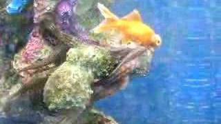 OCTOPUS AT PET PERFECTION II