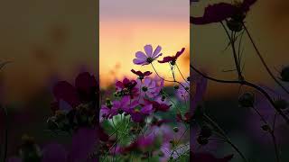 aj ki rat maza #bollywood #song #entertainment #music #love #flowers #nature