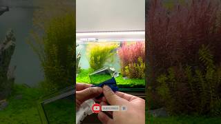 Cherlam Digital therometer # #aquarium #aquariumlife #aquascapegallery #fishtank #fish #aquariumfish