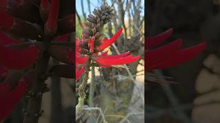 El colorín | Botánica Mexa en 5 datos #colorin #flores  #cdmx  #arboles  #plantas