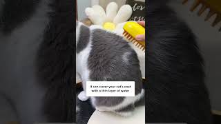 初めて猫を飼う人におすすめの最悪の猫種3選！🙀