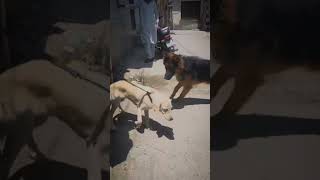 Transformation: Before and After #DogTransformation #beforeandafter  #pettransformation