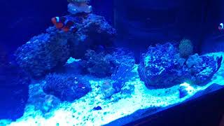 150 gallon reef tank update.