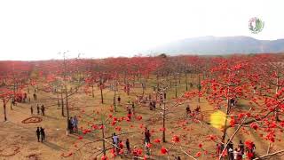 সুনামগঞ্জ শিমুলবাগান