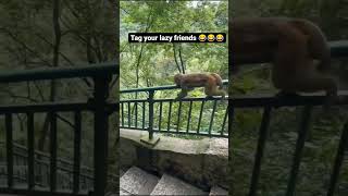 tag 🤣😂😂🤣🤣🤣😂🤣😂🤣😂🤣 #short #funny #shortsvideo