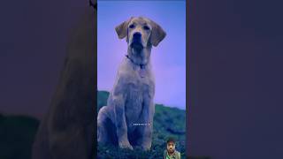 777 charlie full screen whatsapp status 💔😭 #777charlie #doglover #charliedits #shorts