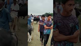 কোরবানি পশুর হাট