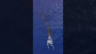 #4k #animals #animalsaddict #animalslover #viral #viralreels #youtubeshorts #shorts #viral