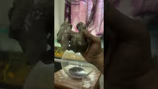 New one 😱🫶 #shrimp #fish #fishtankdesign #fishaquarium #animals #anime #trending #trend #aquarium