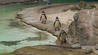 Penguins 4K VIDEO