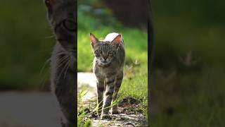 Grace in every step, fire in its soul. #WildlifeShorts #GoldenHourWildlife #FelineInTheWild #Nature