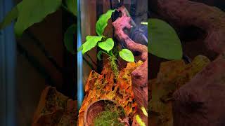 #aquascapelowtech #aquariumaquascape #aquascapegallery #landscape #fishtankdesign #fishtankdecor
