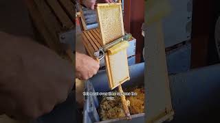 Why honeycombs are in hexagon shapes?#honeycomb