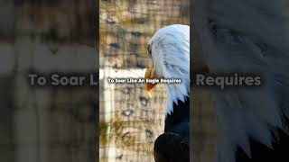 To soar like an eagle requires a heart unafraid of heights #motivationalquotesdaily #eagles #quotes