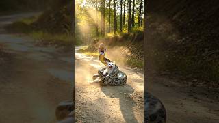 🐍 Brave Girl Rescues White Cat from Giant Python | Heart Touching Animal Rescue Story 🐱💔#shorts