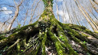 Tree of Life & Soothing River Sounds in the Deep Forest - [4K] | WHITE NOISE | STUDY | SLEEP |