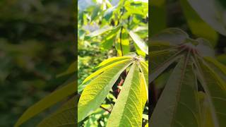 Nature Aesthetic video | #aesthetic #estetik #nature