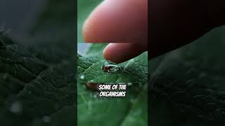 Inside a Drop of Water, Life Unfolds Unseen #MicroWorld #ScienceExplained