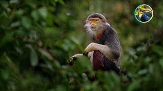 MONKEYS Who Can Survive Anything!