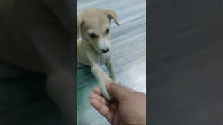 petlove #madlovesongs #telugulyrical #song #madcreations #youtubeshorts #trending #subscribe